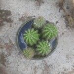 Echinopsis oxygona Hoja