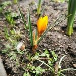 Crocus angustifolius Blüte