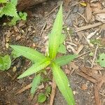 Polygonum lapathifolium Fulla