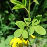 Cytisus nigricans Leaf