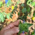 Jacquemontia tamnifolia Flower