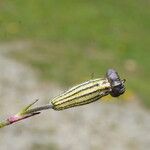 Silene ciliata Flor