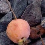 Malus × floribunda Fruit