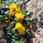 Centaurea acaulis Blüte