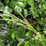 Poa trivialis Flower