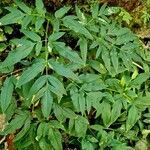 Angelica razulii Leaf