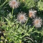 Pulsatilla alpina Hábito