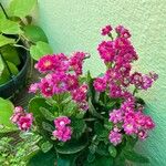 Kalanchoe crenataFlower