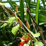 Passiflora coccinea 整株植物