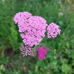 Achillea distansKvet