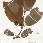 Annona neoinsignis Leaf