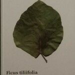 Ficus tiliifolia Leaf