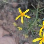 Senecio spartioides Цвят