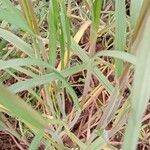 Bromus sterilis Leaf