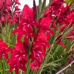 Gladiolus × byzantinusKvět