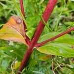 Epilobium ciliatum Kéreg