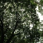 Cinnamomum burmanni Habit