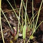 Maxillaria sanguinea Celota