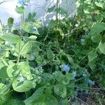 Pentaglottis sempervirens Flor