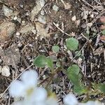 Cardamine resedifolia Lapas