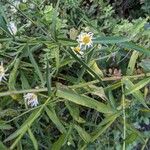 Symphyotrichum lanceolatum Levél