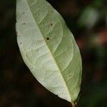 Licania latistipula ഇല