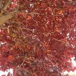 Prunus cerasifera 葉