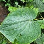 Piper umbellatum Leaf