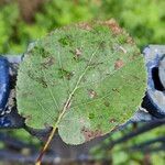 Alnus cordata Leaf