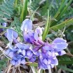 Oxytropis jacquinii Květ