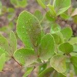Searsia natalensis Leaf