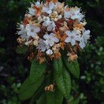 Rhododendron columbianum Flor