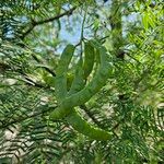 Prosopis glandulosa 果實