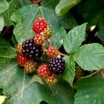 Rubus gratus ഫലം