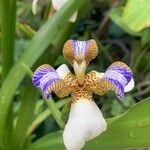 Trimezia northiana Flower