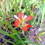 Castilleja indivisa 花