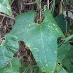 Luffa aegyptiaca Leaf