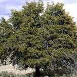 Quercus emoryi Hábito