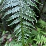 Cibotium barometz Leaf