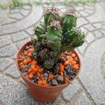 Cereus jamacaru List