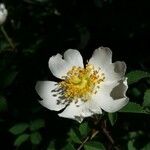 Rosa arvensis Blüte