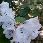 Rhododendron pachytrichum Φύλλο