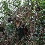 Araujia sericifera Frukt