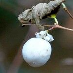 Symphoricarpos albus Plod