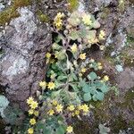 Aichryson villosum Flor