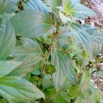 Parietaria officinalis Leaf