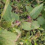 Lantana trifolia Leaf