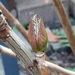 Hydrangea aspera Blad