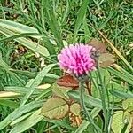 Trifolium alpestre Blüte