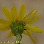 Jacobaea auricula Flower